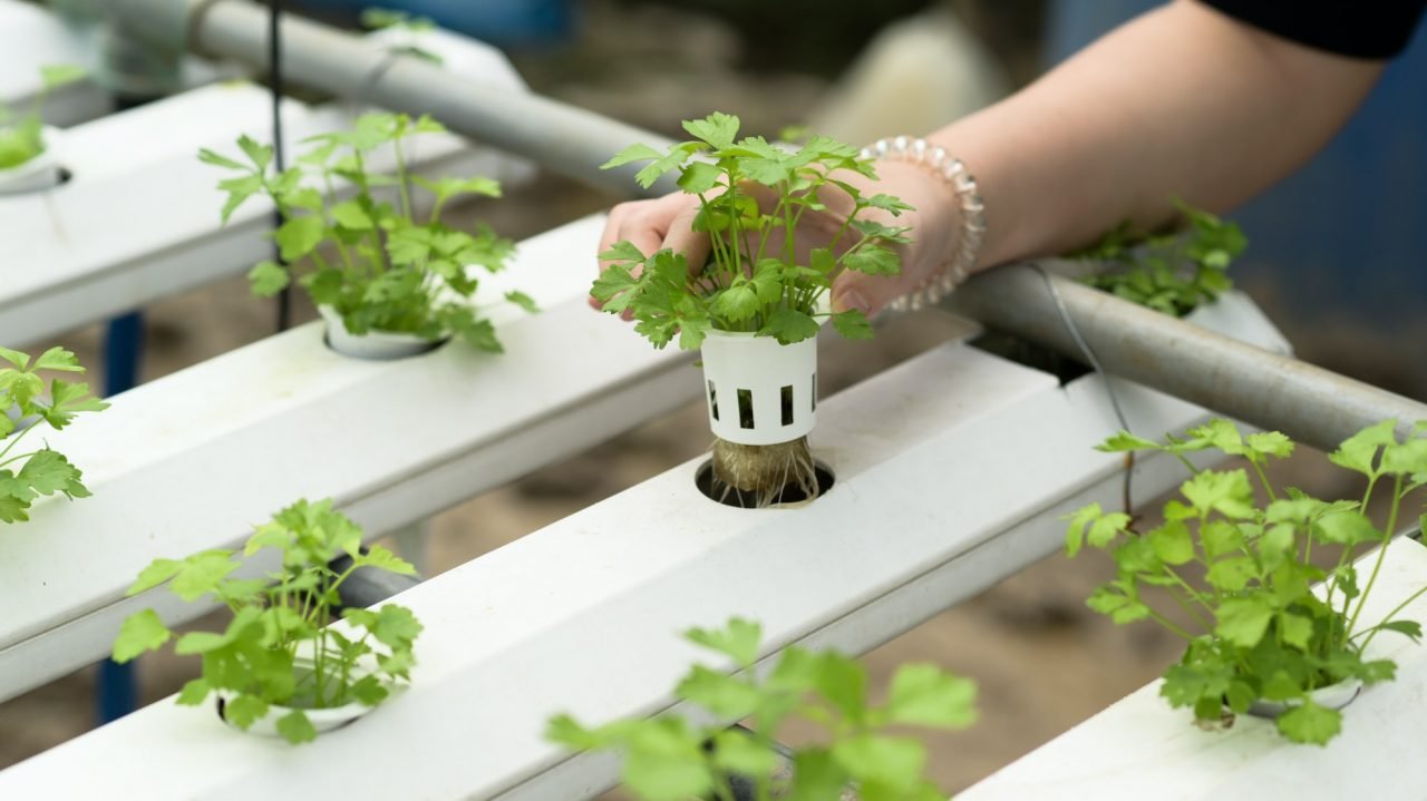 a-young-woman-farmer-is-growing-hydroponics-vegetables-in-a-greenhouse-.jpg
